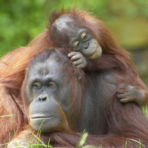 Orang Utan Weibchen mit Baby, Malaysia