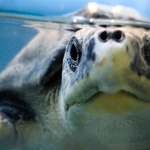 Schildkröte an der Wasseroberfläche, Malediven