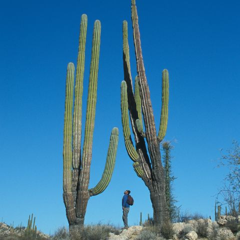 Riesige Cardón-Kakteen, 