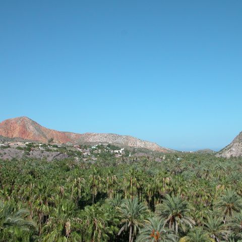 Oase von Mulege Baja, Mexiko