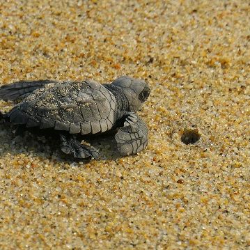 Schildkröten Baja California, 
