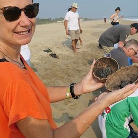 Schildkröten Baja California, 