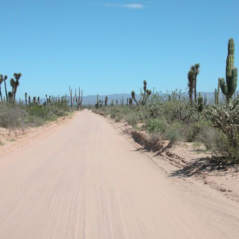 Kakteen-Wüste Baja California, 