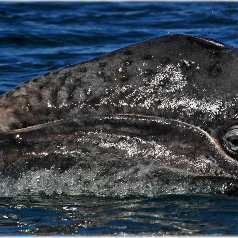 Walbeobachtungen Baja, 