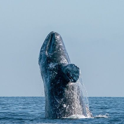 Walbeobachtung Baja California, Mexiko
