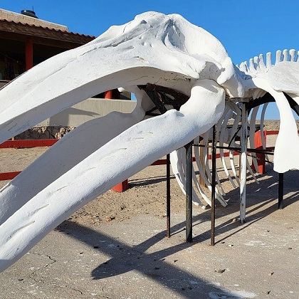 Walskellet auf der Baja California, Mexiko