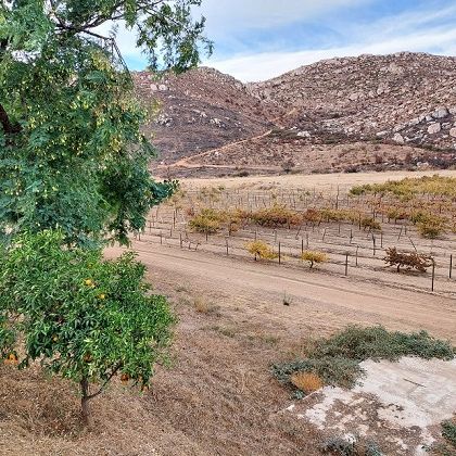 Weinreben Baja California, Mexiko