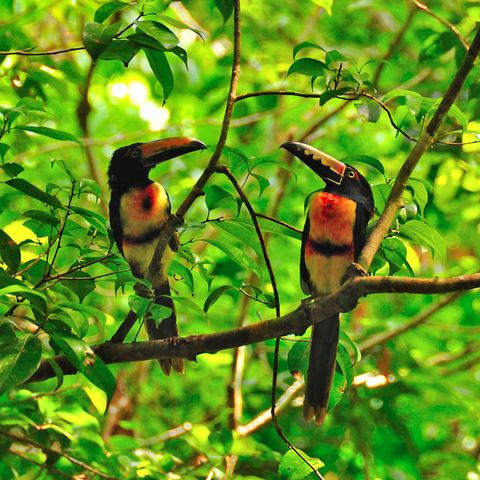 Wilde Tukan entdecken, Guatemala