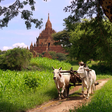 Farmer mit seinen Ochsen in der Nähe von Bagan, Myanmar