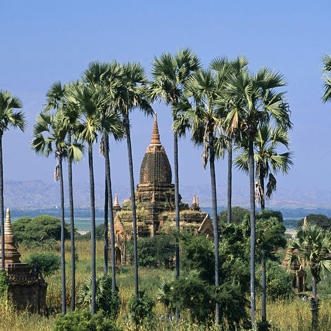 Palmen vor Stupa in Bagan 