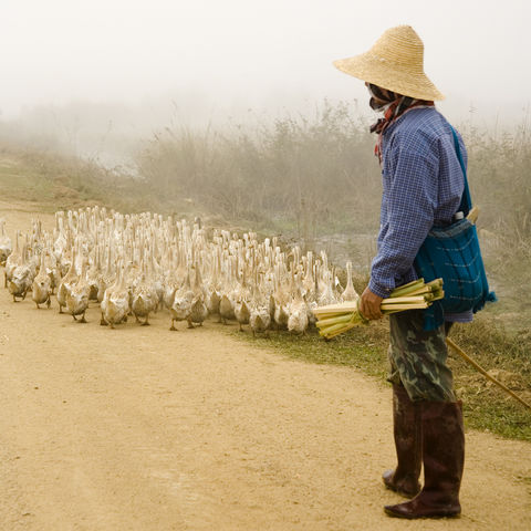 Bauer mit seinen Gänsen, Myanmar