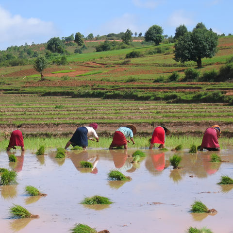 Arbeiterinnen auf einem Reisfeld, Myanmar