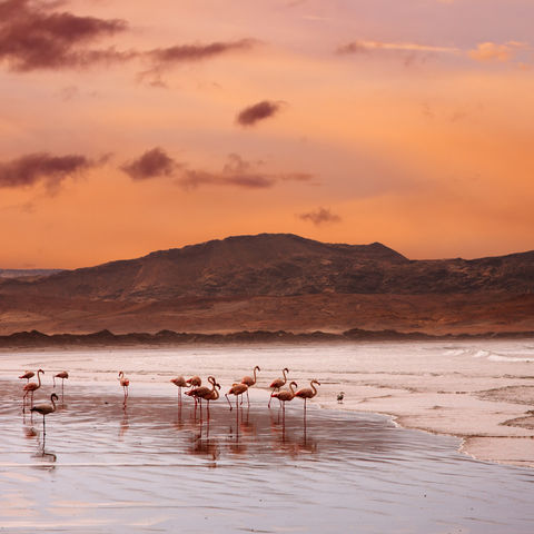 Flamingos am Strand am Atlantik, Namibia