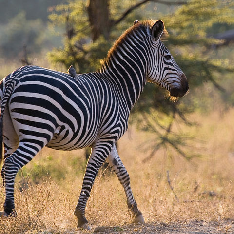 Vogel sitzt auf einem Zebra, Namibia