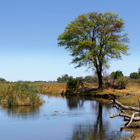 Grüne Landschaft im Caprivi-Streifen, Namibia