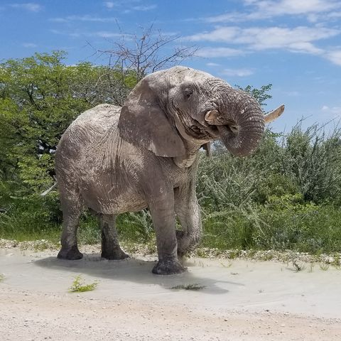 Elefant im Etosha Nationalpark, Namibia