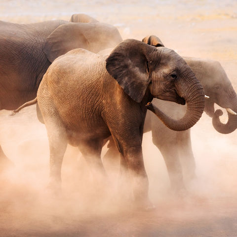 Elefanten wirbeln Staub auf im Etosha-Nationalpark, Namibia