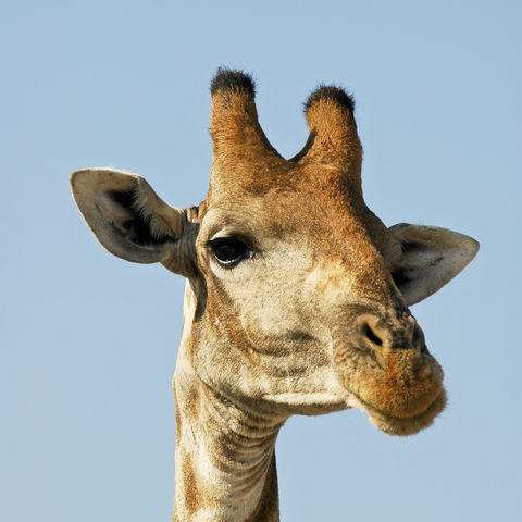 Giraffe im Etosha-Nationalpark, Namibia