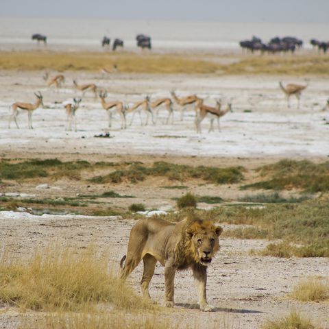 Löwe auf der Jagd im Etosha Nationalpark, Namibia