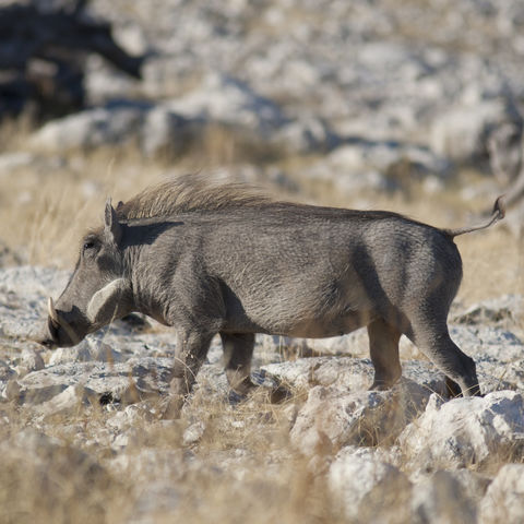 Warzenschwein am Wasserloch Olifantsbad im Etosha Nationalpark, Namibia