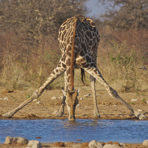 Durstige Giraffa im Etosha Nationalpark, Namibia