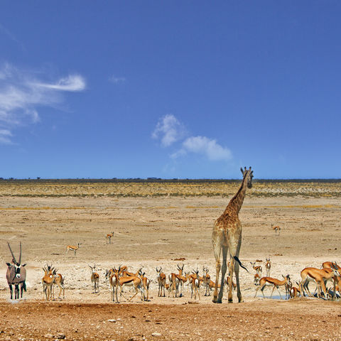 Verschiedene Tiere an der Wasserstelle im Etosha-Nationalpark, Namibia