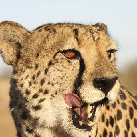 Gepard aus der Nähe, Namibia