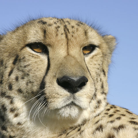 Gepard nimmt ein Sonnenbad, Namibia