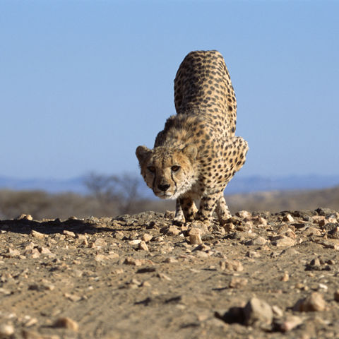 Gepard pirscht sich an, Namibia