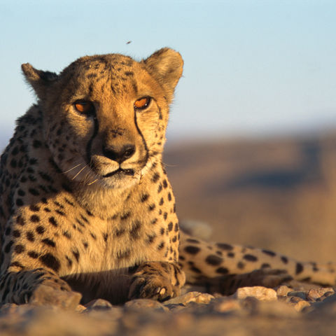 Gepard im Sonnenlicht, Namibia