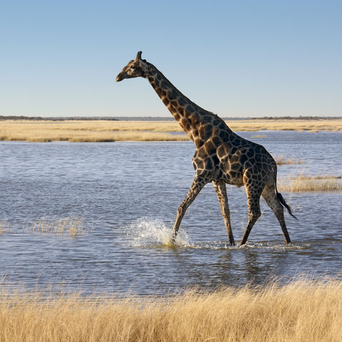 Ein erfrischendes Fußbad, Namibia