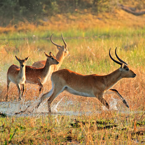 Rote Lechweantilopen am Kwando-Fluss, Namibia