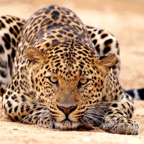 Leopard auf der Pirsch, Namibia