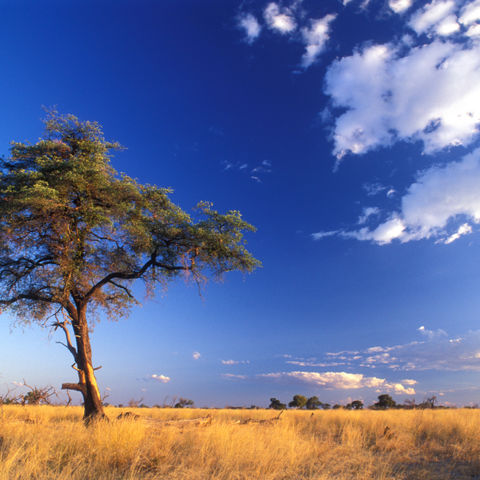 Idyllische Savannenlandschaft, Namibia