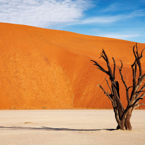 Abgestorbener Baum im Deadvlei bei Sossusvlei, Namibia