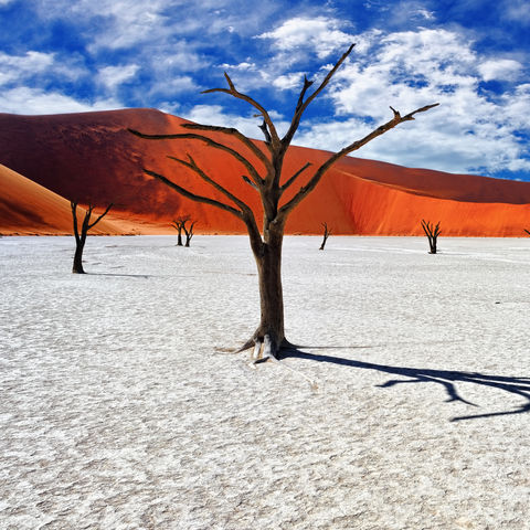 Toter Kameldorn im Deadvlei, Namib Naukluft National Park, Namibia