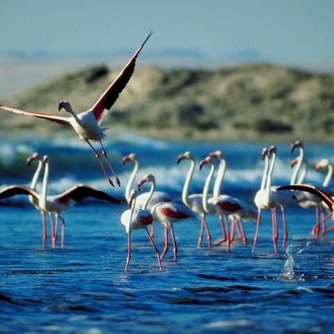 Flamingoschwarm im Wasserloch, Namibia