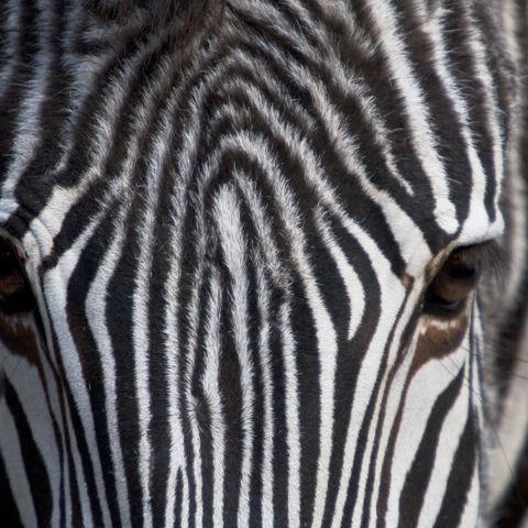 Nahaufnahme eines Zebras, Namibia