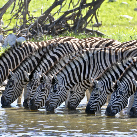 Trinkende Zebras an einem Wasserloch, Namibia