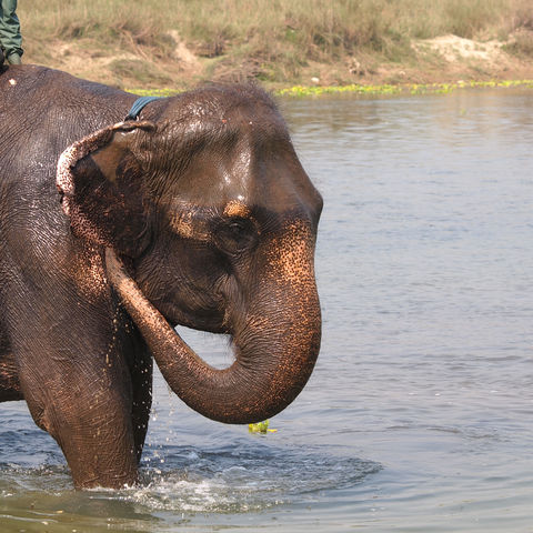 Elefant im Chitwan-Nationalpark, Nepal