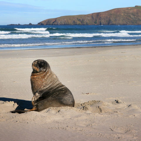 Otago Peninsula, Neuseeland