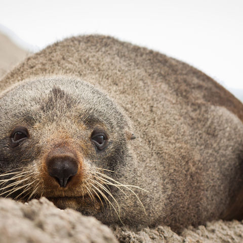 Robbe entspannt an der Kuste, Neuseeland