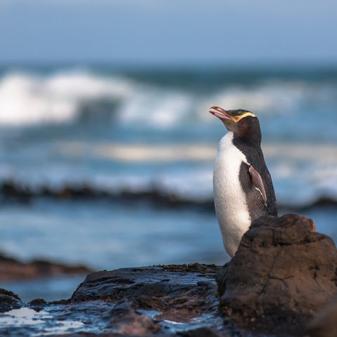 Gelbaugen-Pinguin, Neuseeland