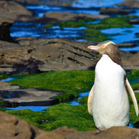 Gelbaugenpinguin in der Curio Bay auf der Südinsel Neuseelands, Neuseeland