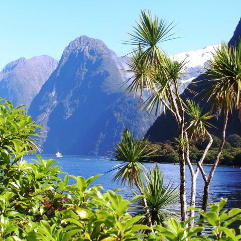 Üppige Vegetation am Milford Sound, Neuseeland