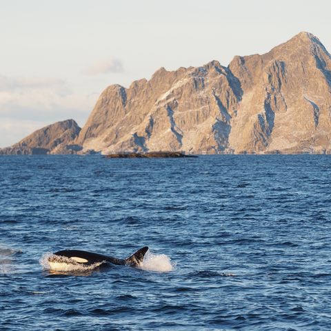 Orca im Norden Norwegens (Option A), Norwegen