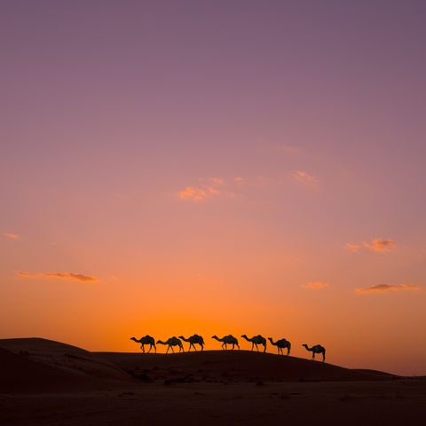 Kamelkaravane in der Wüste, Oman