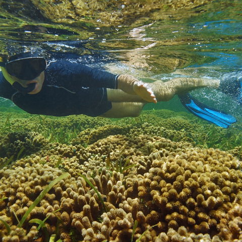 Schnorcheln im Korallenriff von Bocas del Toro, Panama