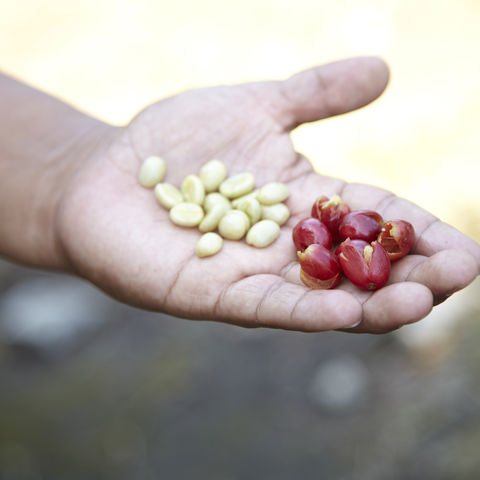 Auf einer Kaffeeplantage bei Boquete, Panama