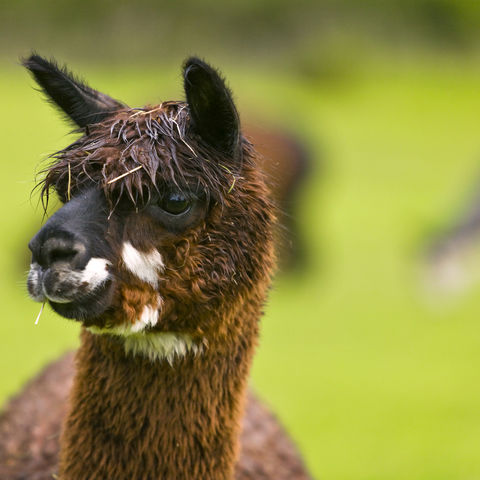 Typisch Peru... Ein grasendes Alpaca, Peru